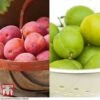 Plum 'Victoria' & 'Greengage' Collection -Plants Sale PLUM DWW3690 A