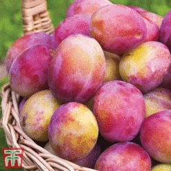 Favourite Fruit Tree Collection -Plants Sale PLUM KA7999 C