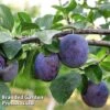 Plum 'Black Amber' (Mini Fruit Tree) 2 Plum 'Black Amber' (Mini Fruit Tree) -Plants Sale PLUM T10632 A