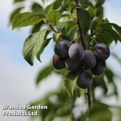 Plum 'Black Amber' (Mini Fruit Tree) -Plants Sale PLUM T10632 C