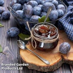 Plum 'Black Amber' (Mini Fruit Tree) -Plants Sale PLUM T10632 D