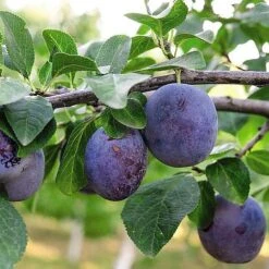 Plum 'Black Amber' (Mini Fruit Tree) -Plants Sale PLUM T10632 NOW1