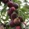 Plum 'Marjorie's Seedling' 2 Plum 'Marjorie's Seedling' -Plants Sale PLUM T65363P A h