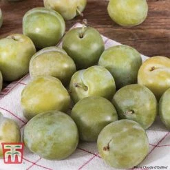 Plum Duo Patio Fruit Trees -Plants Sale PLUM WKB1986TM A