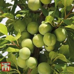 Plum Duo Patio Fruit Trees -Plants Sale PLUM WKB1986TM B