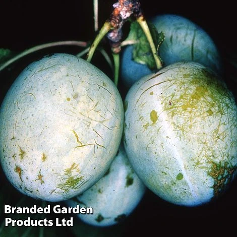 Gage 'Dennistons Superb' 3 Gage 'Dennistons Superb'