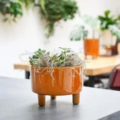 Pisa Mustard Bowl H14Cm D19Cm -Plants Sale PMB19 1