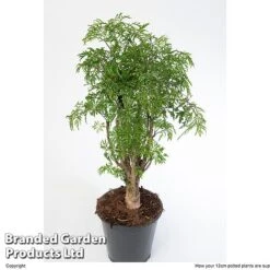 Polyscias Fruticosa 'Ming' -Plants Sale POLY MING12CM W48357