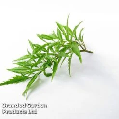 Polyscias Fruticosa 'Ming' -Plants Sale POLY MING W48358