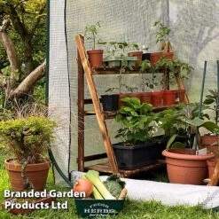 Medium Poly Pop Up (with Door) -Plants Sale POPU POLYMEDIU S41974