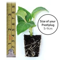 Fuchsia 'Pink Fizz' (Hardy) -Plants Sale POSTIPLUG SIZE1