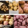 Potato Must Have Collection -Plants Sale POTA KC2240