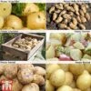 Potato 'Customer Favourites Collection' -Plants Sale POTA ZWW5110 A