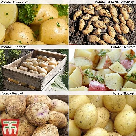 Potato 'Customer Favourites Collection' 3 Potato 'Customer Favourites Collection'