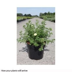 Potentilla Fruticosa 'Lemon Meringue' First Editions 5 Potentilla Fruticosa 'Lemon Meringue' First Editions -Plants Sale POTE T66405 B h