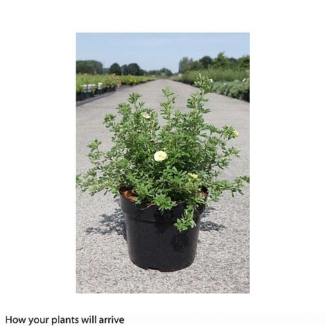 Potentilla Fruticosa 'Lemon Meringue' First Editions 4 Potentilla Fruticosa 'Lemon Meringue' First Editions - Image 2