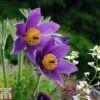 Pulsatilla Vulgaris -Plants Sale PULS T82117 A