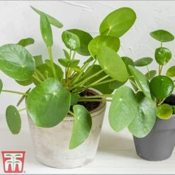 Chinese Money Plant -Plants Sale Pil