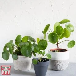 Chinese Money Plant -Plants Sale Pileo1