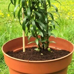 'Pot Master' Drainer Disc (packs Of 3) -Plants Sale Pot20Master201000x100020810kb