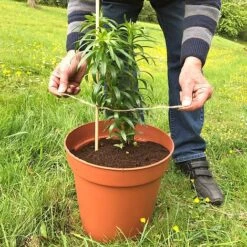 'Pot Master' Drainer Disc (packs Of 3) -Plants Sale Pot20Master201000x100020880kb