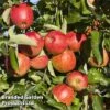 Apple 'Queen Cox' -Plants Sale QUEENCOX KC5359 A