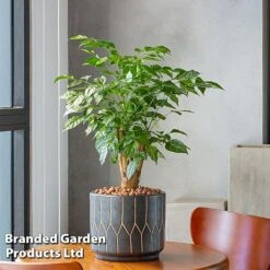 Radermachera Sinica Bonsai Form