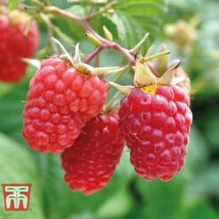 Raspberry Full Season Collection British Bred -Plants Sale RASP CWW3211 C