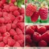 Raspberry Full Season Collection British Bred -Plants Sale RASP CWW3211B A h