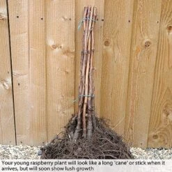 Raspberry Full Season Collection British Bred -Plants Sale RASP CWW3211B B h