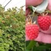 Raspberry 'Glen Fyne' (Summer Fruiting) -Plants Sale RASP CWW3574 A h