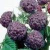 Raspberry 'Glen Coe' (Summer Fruiting) -Plants Sale RASP T14153 A h