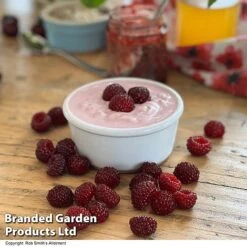 Rubus 'Hararasp' (Raspberry Tree) -Plants Sale RASP TREERASPB H43103