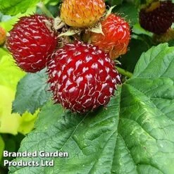 Rubus 'Hararasp' (Raspberry Tree) -Plants Sale RASP TREERASPB H43986