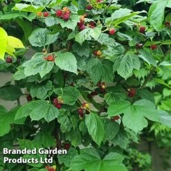 Rubus 'Hararasp' (Raspberry Tree) -Plants Sale RASP TREERASPB H43989