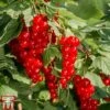 Redcurrant 'Laxton's Number One' -Plants Sale REDC LAXTONNUM L06941W