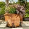 Antique Bronze Coloured Retriever Potty Feet - Plant Pot Feet 1 Antique Bronze Coloured Retriever Potty Feet - Plant Pot Feet -Plants Sale RETRIEVER20 20LIFESTYLE20320 20PF0042A
