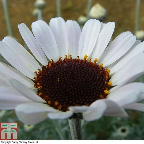Rhodanthemum 'Casablanca' 7 Rhodanthemum 'Casablanca' - Image 5