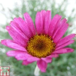 Rhodanthemum 'Marrakech'