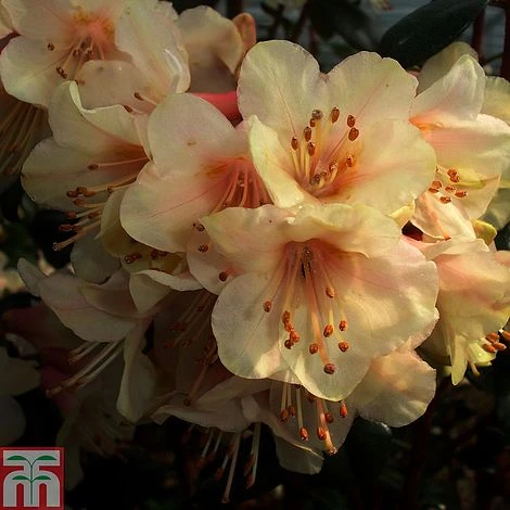 Rhododendron 'Barnaby Sunset' 3 Rhododendron 'Barnaby Sunset'