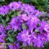 Rhododendron 'Blue Silver' 2 Rhododendron 'Blue Silver' -Plants Sale RHOD TKA1388 A