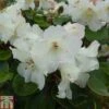 Rhododendron 'Cowslip' -Plants Sale RHOD TKA1396 A