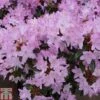 Rhododendron 'Pintail' -Plants Sale RHOD TKA1426 A