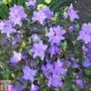 Rhododendron 'Ramapo' -Plants Sale RHOD TKA1430 A