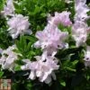 Rhododendron 'Robert Seleger' -Plants Sale RHOD TKA1434 A