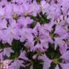 Rhododendron 'Snipe' -Plants Sale RHOD TKA1442 A