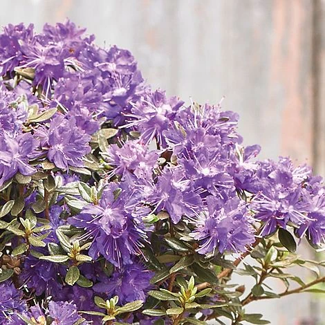 Rhododendron 'Azurika' 4 Rhododendron 'Azurika' - Image 2