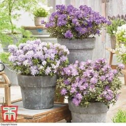 Rhododendron 'Summer Blues Collection'