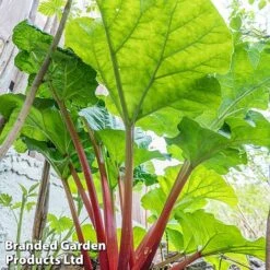 Rhubarb Taster's Collection -Plants Sale RHUB KC4676 C