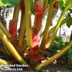 Rhubarb Taster's Collection -Plants Sale RHUB KC4676 D